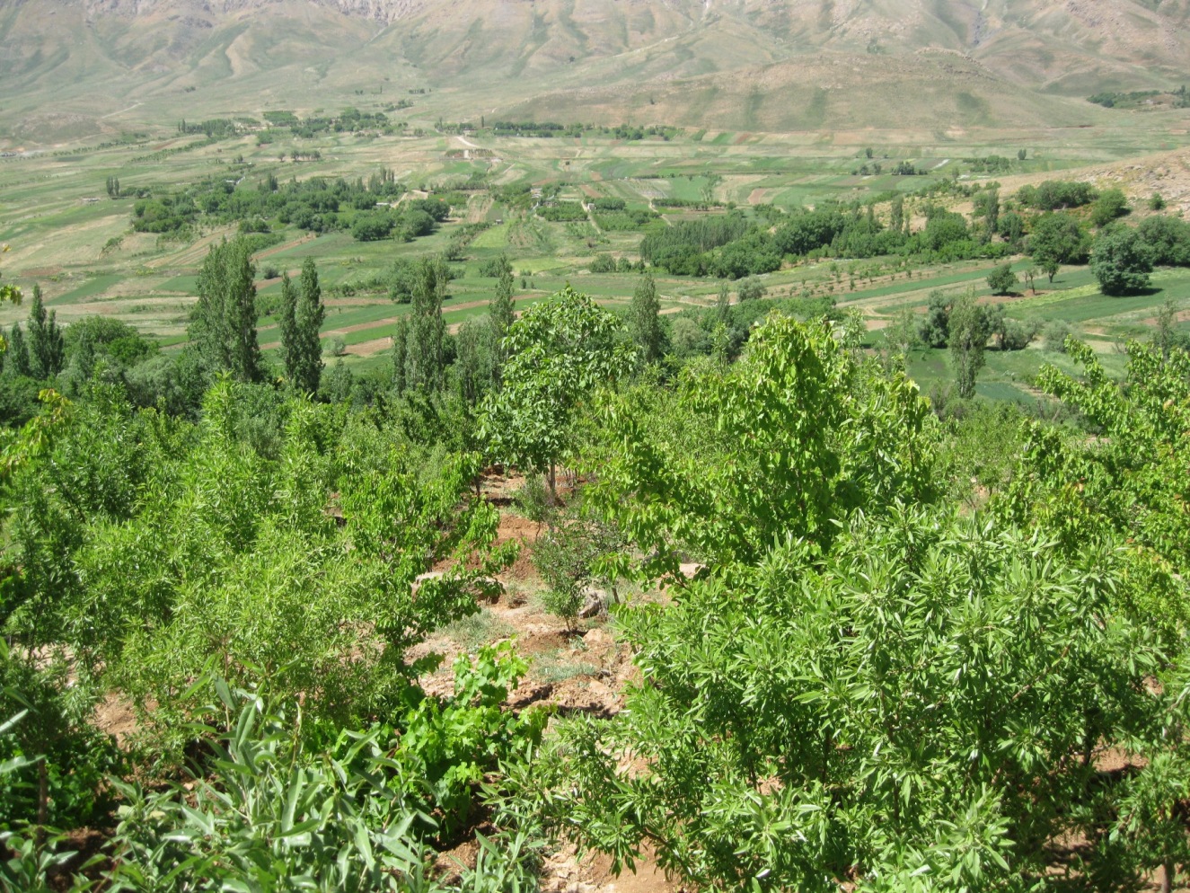 باغ با چشم انداز عالی