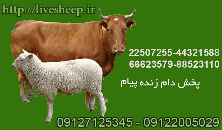دام زنده