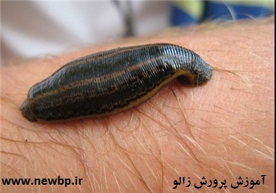 اموزش پرورش زالو