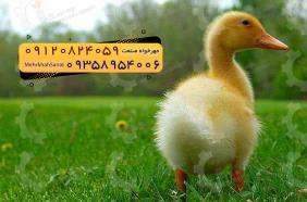 🐣🐣🐣 *جوجه اُردک گوشتی*🐣🐣🐣