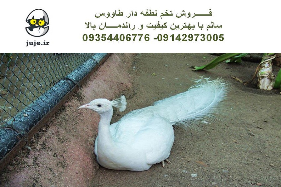 تخم نطفه دار طاووس، انواع نژادها