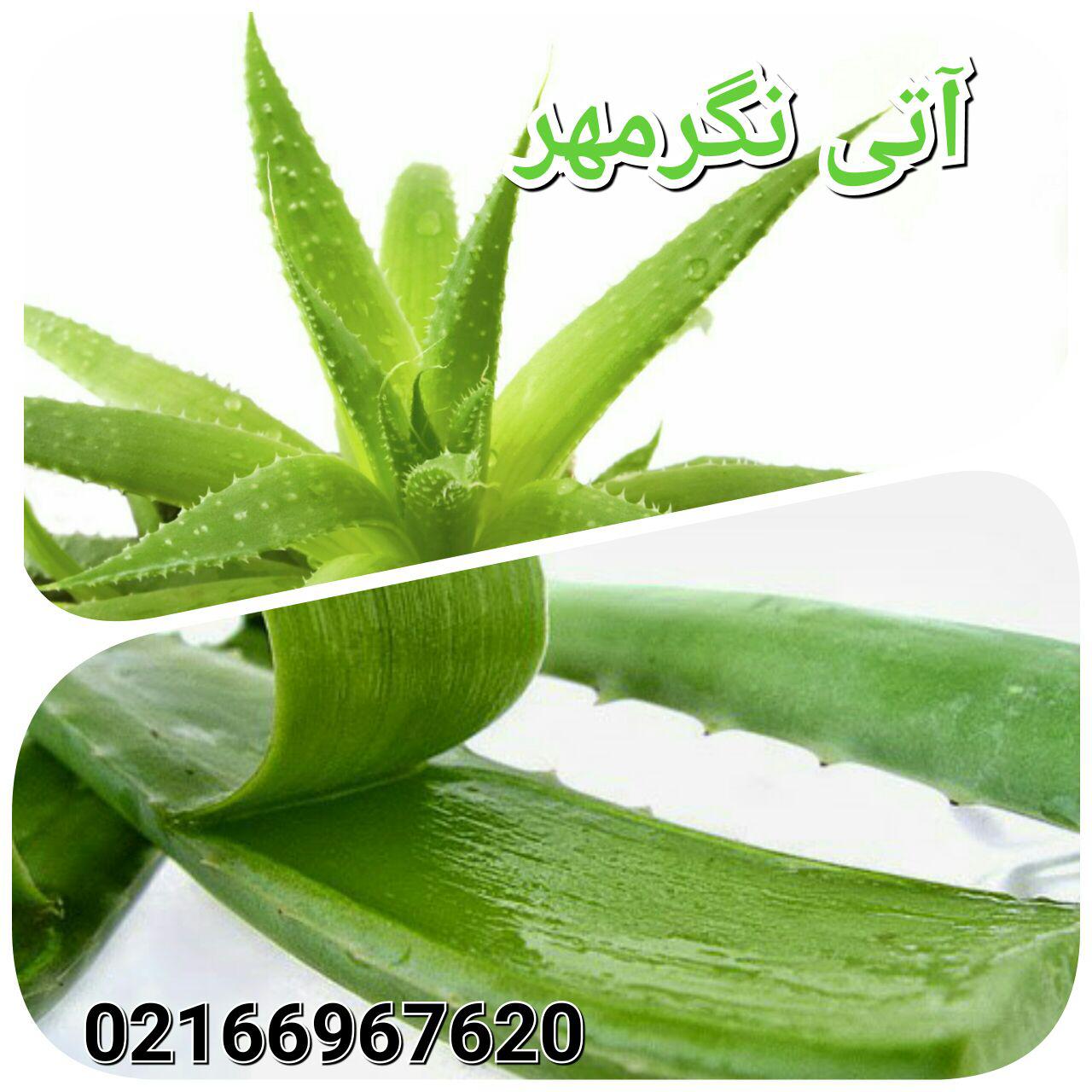 کارگاه آموزشی پرورش آلوئه ورا