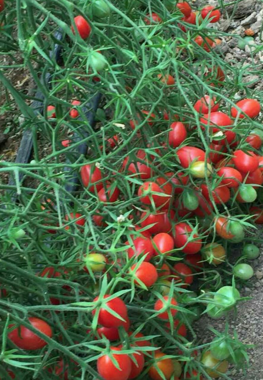 خرید وفروش بذر گلخانه ای در کرمان