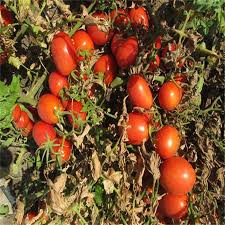 بذر گوجه لئوناردو ٨٢٢ ایتالیایی