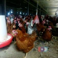 فروش خروس یکروزه
