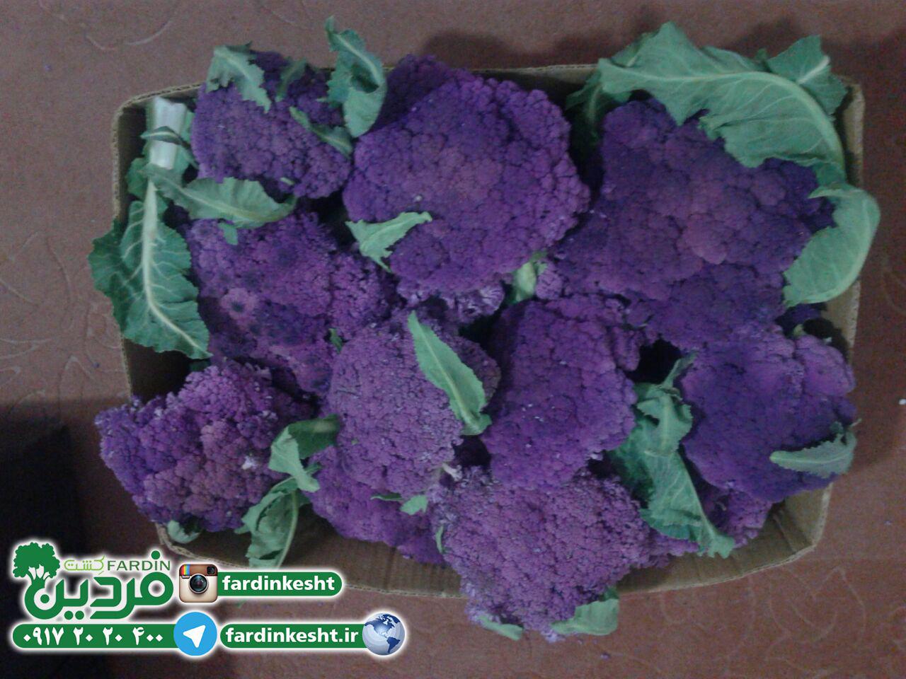 فروش بذر کلم های جدید(بروکلی، رومانسکو)+مشاوره رای