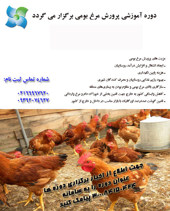 کارگاه پرورش مرغ بومی