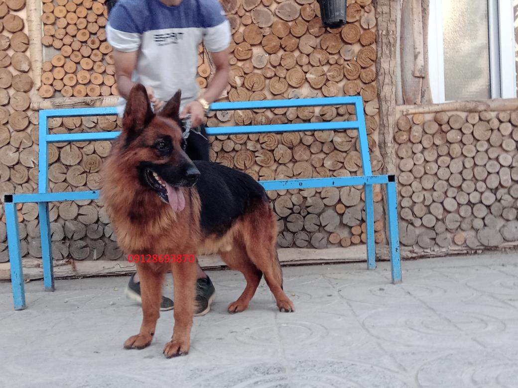 فروش سگ ژرمن شولاین اصیل توله وبالغ ژرمن شپرد اصیل توله ژرمن بلک