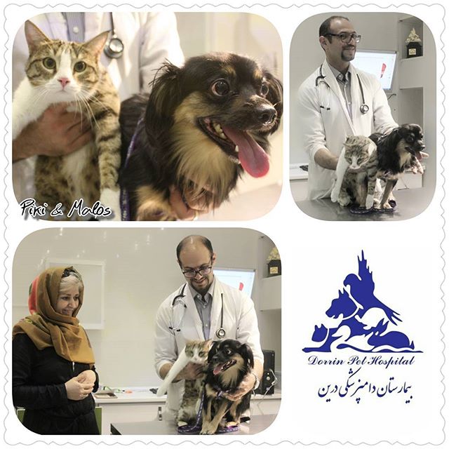 فیزیوتراپی و آبدرمانی حیوانات خانگی بیمارستان دامپزشکی درین
