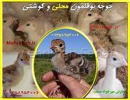 فروش انواع نژاد بوقلمون گوشتی