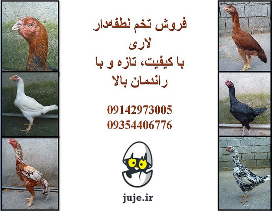 تخم لاری نطفه دار و بارور