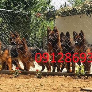 فروش سگ های نگهبان اصیل توله وبالغ