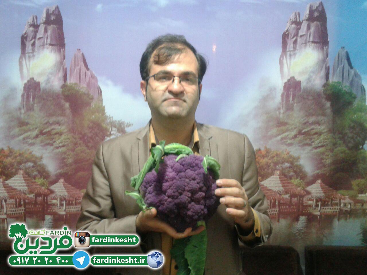 فروش بذر کلم های جدید(بروکلی، رومانسکو)+مشاوره رای