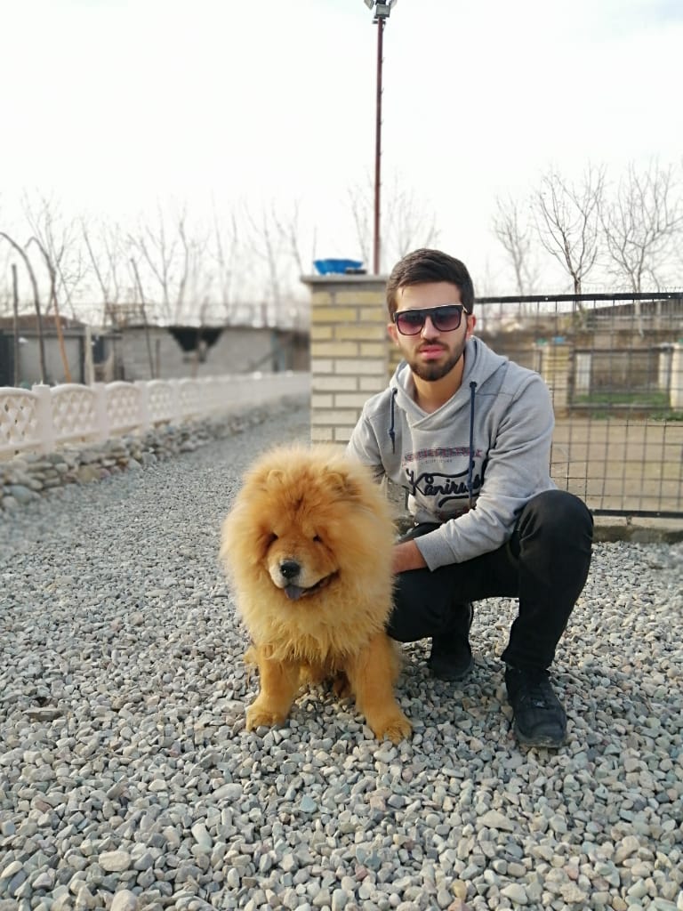 فروش چاوچاو های خرسی 