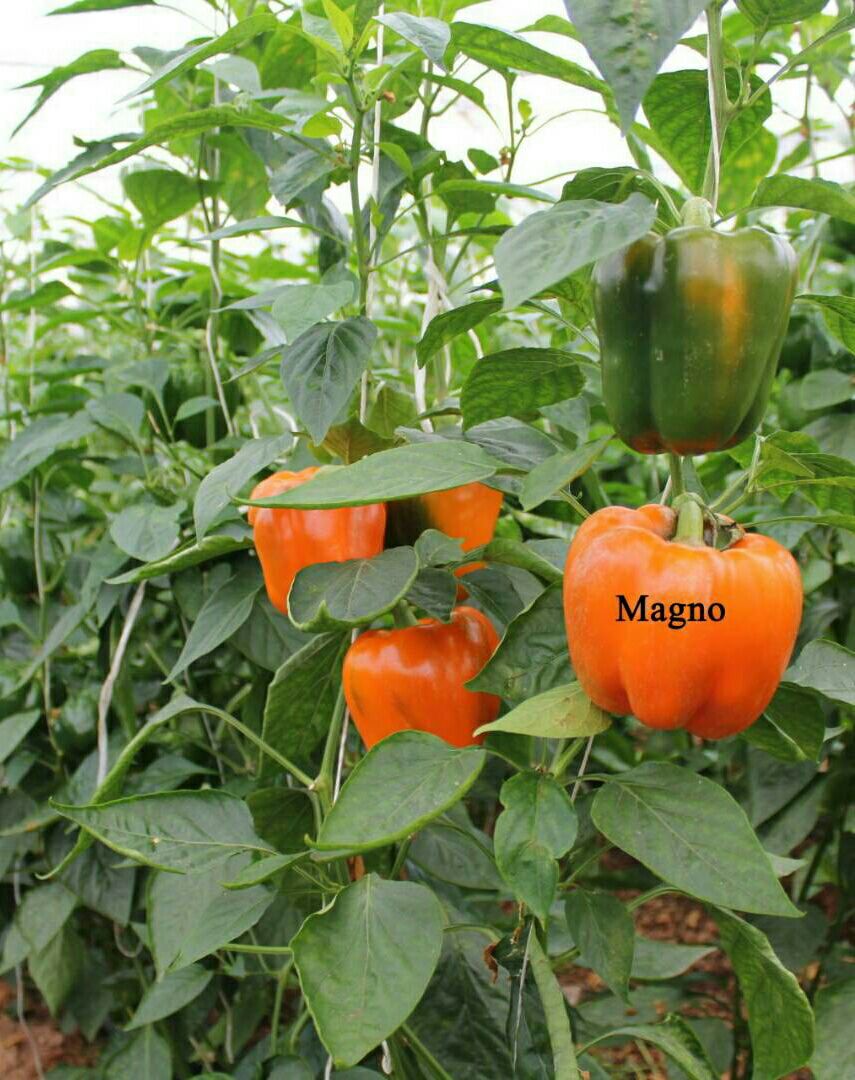خرید وفروش بذر گلخانه ای در کرمان