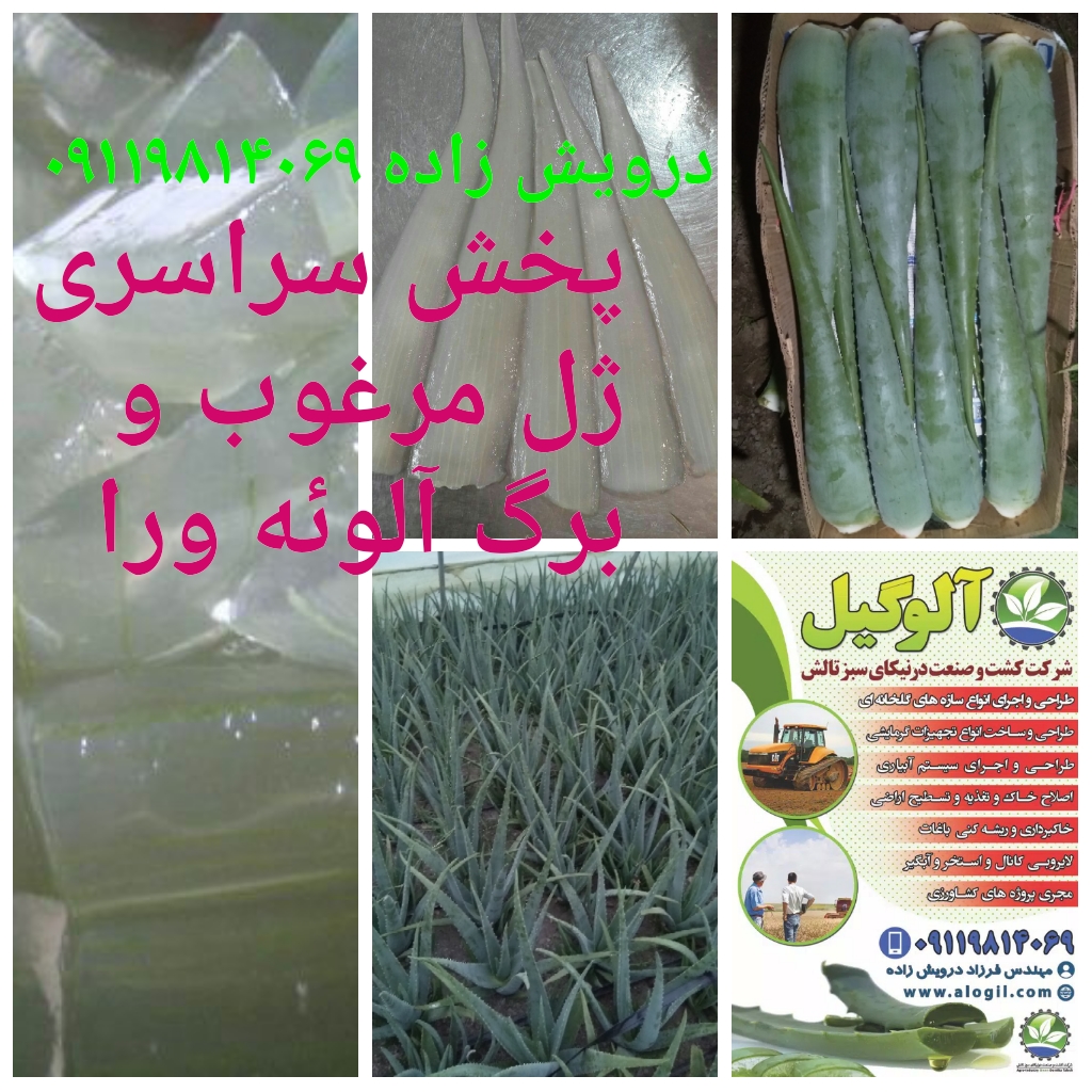 خرید و فروش پاجوش آلوئه ورا و برگ آلوورا و ژل آلوئه ورا