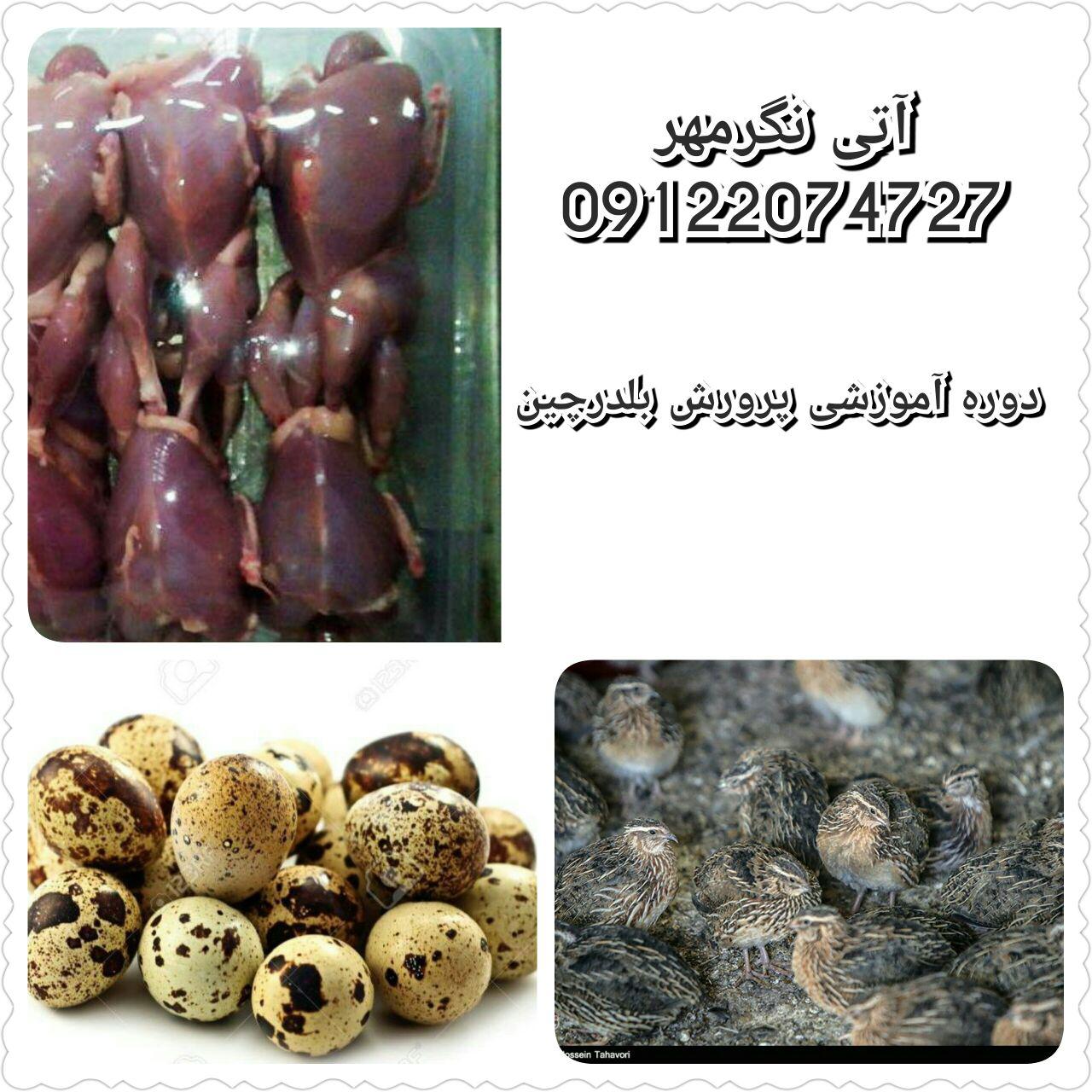 کارگاه آموزشی پرورش بلدرچین