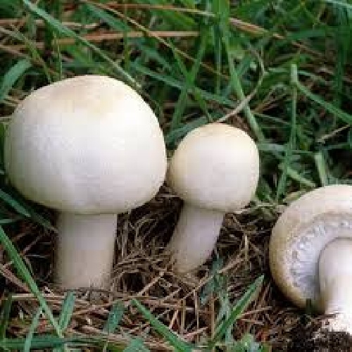 دوره آموزش پرورش قارچ خوراکی