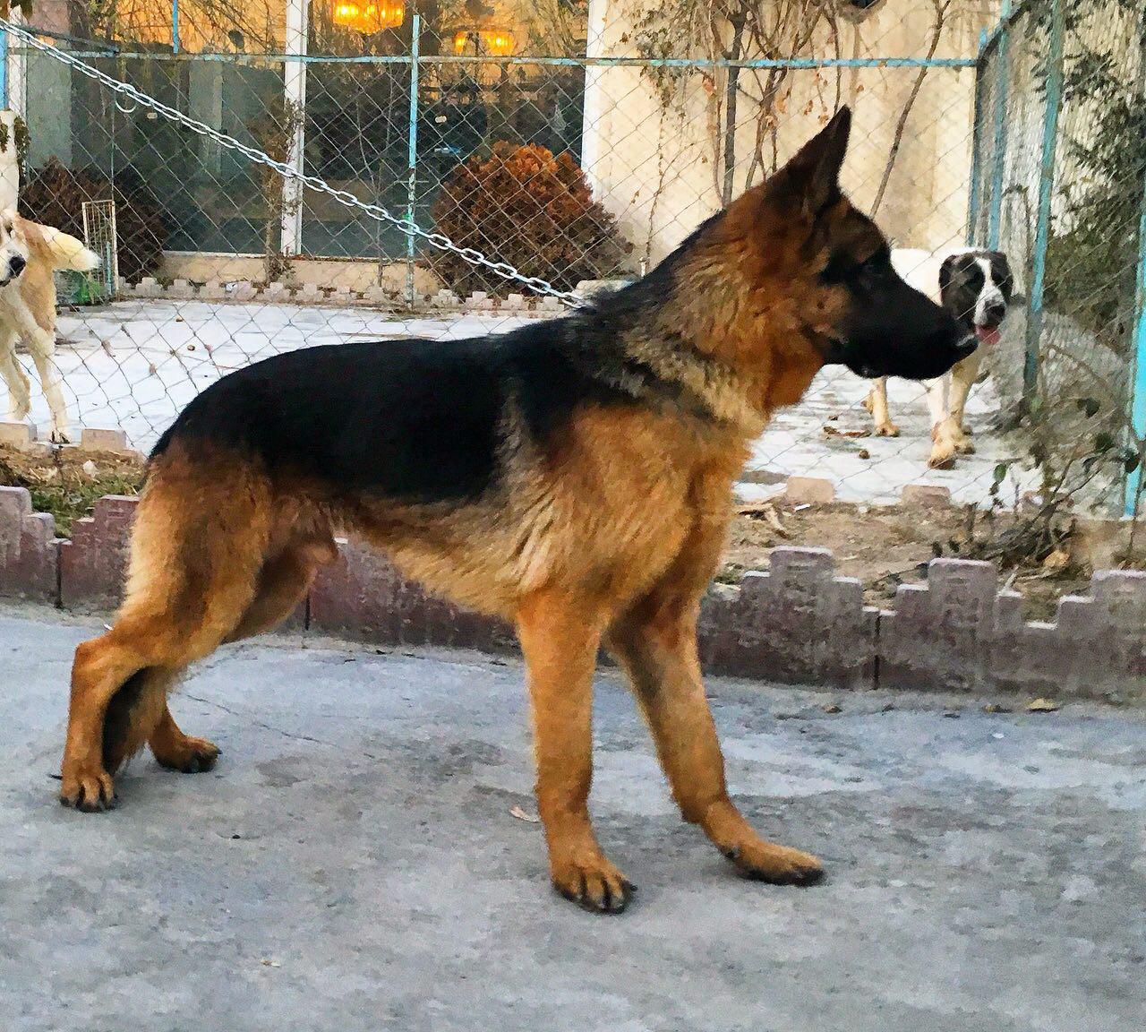 سگهای نگهبان ژرمن شپرد