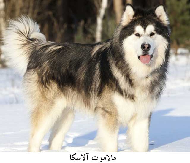 هاسکی سیبرین و مالاموت