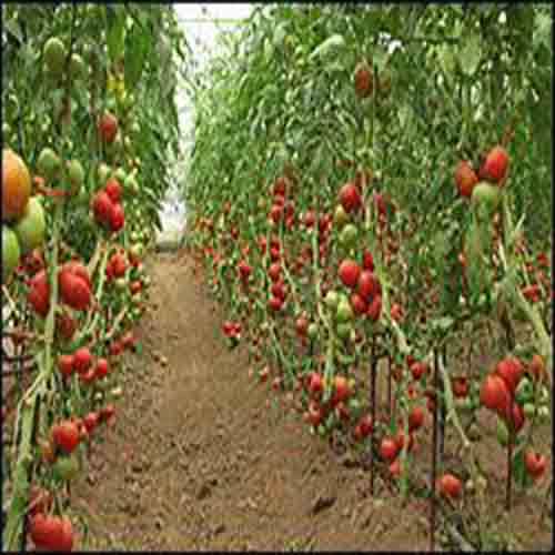 بذر گوجه گلخانه ای داربستی کاردلن