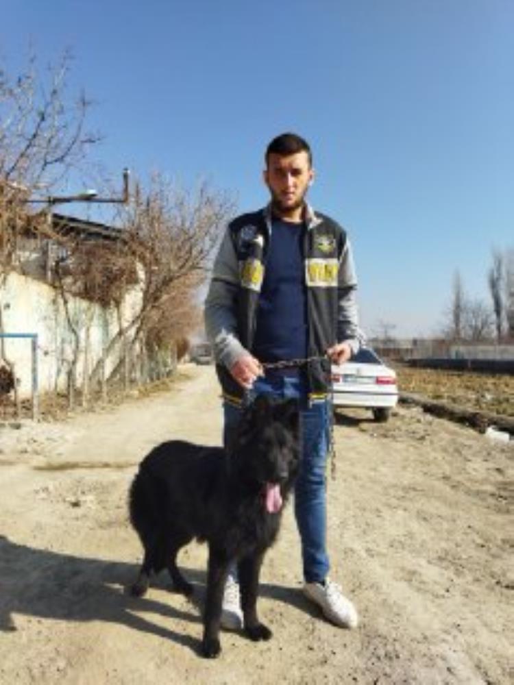 سگ سگ توله ژرمن بلک
