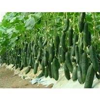 بهترین بذر گوجه فرنگی گلخانه ای زودرس هدف ترک