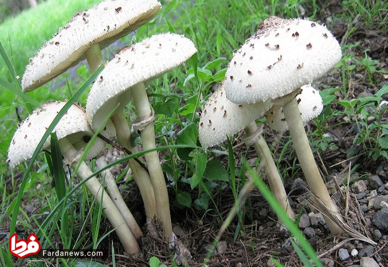دوره آموزش پرورش قارچ خوراکی