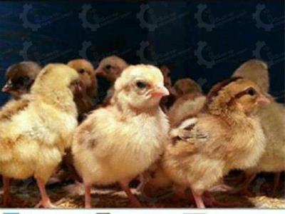 🐣🐣🐣 *جوجه مرغ بومی*🐣🐣🐣
