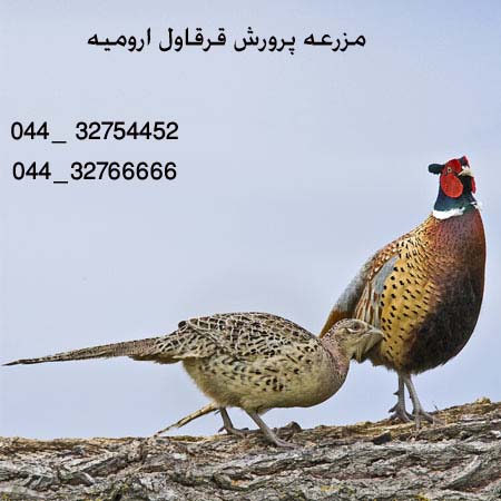 فروش تخم قر قاول در ارو میه