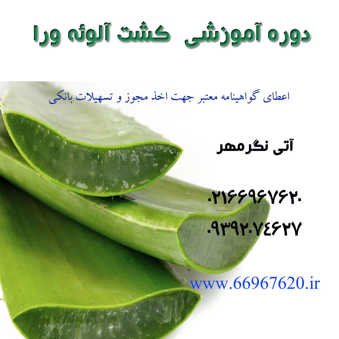 کارگاه آموزشی پرورش آلوئه ورا