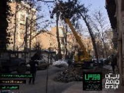 جابجایی درخت