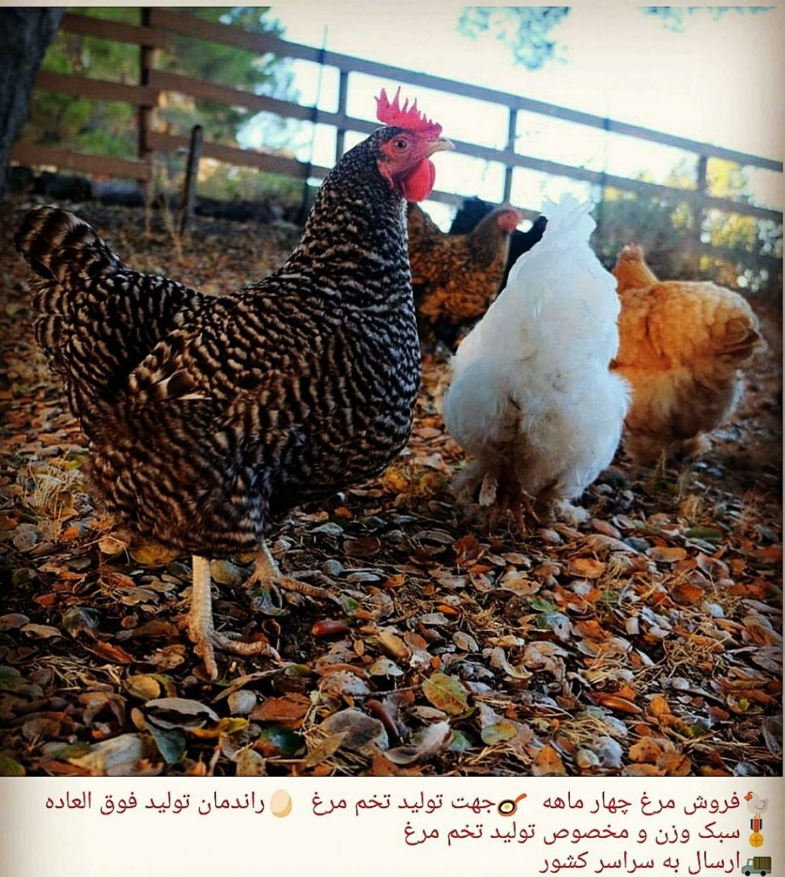شرکت تعاونی مهرخواه صنعت 