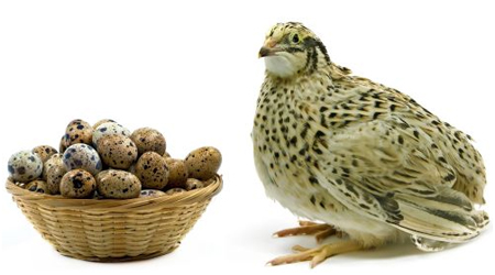 کارگاه آموزشی پرورش بلدرچین