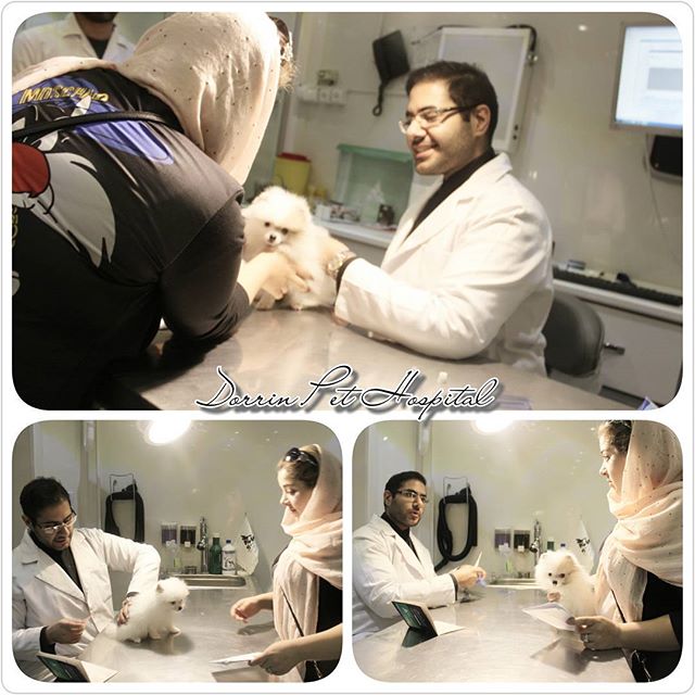 جراحی و ارتوپدی حیوانات خانگی بیمارستان دامپزشکی درین