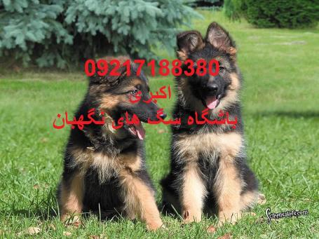 خرید و فروش توله ژرمن شپرد مو بلند