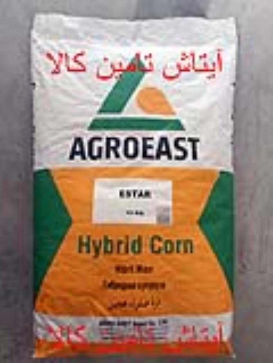 بذر ذرت شیرین آلتین altin و بذر ذرت دو منظوره دانه ای و علوفه ای رقم ای استار estar