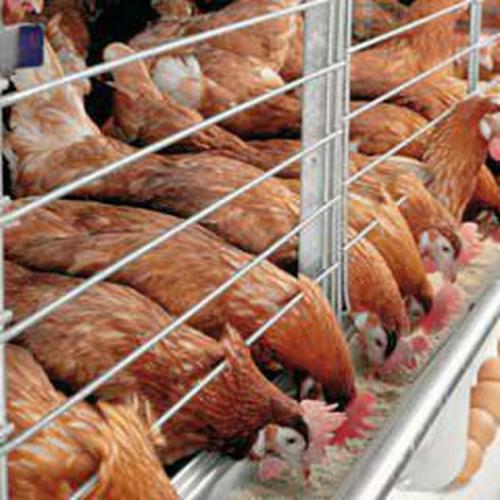 فروش جوجه مرغ تخم گذاربومی