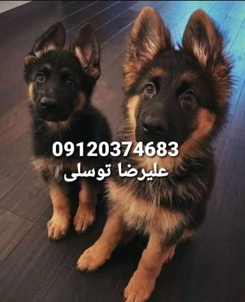 ژرمن شپرد شولاین_ژرمن شپرد مو بلند