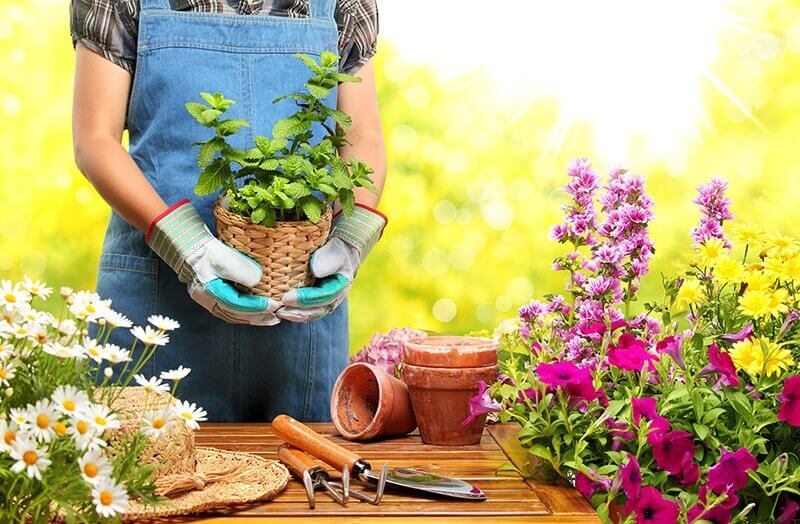 گل آپارتمانی وی آی پی شاپ